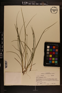 Carex willdenowii image