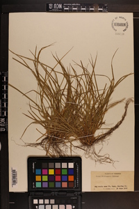 Carex willdenowii image