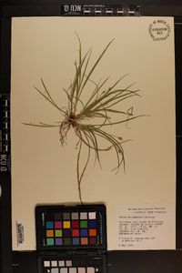 Carex willdenowii image