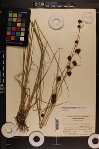 Rhynchospora cephalantha image