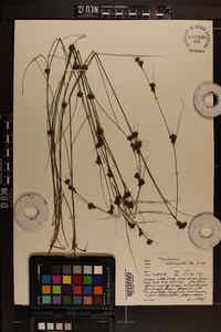 Rhynchospora chalarocephala image