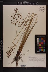 Fimbristylis caroliniana image