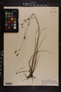 Fimbristylis caroliniana image