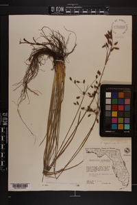 Fimbristylis caroliniana image