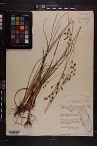 Fimbristylis caroliniana image