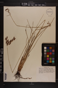 Fimbristylis caroliniana image