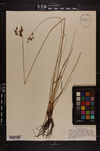 Fimbristylis caroliniana image