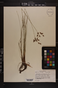 Fimbristylis caroliniana image