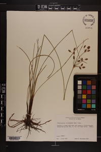 Fimbristylis caroliniana image