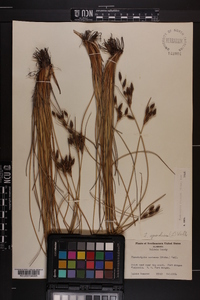 Fimbristylis castanea image