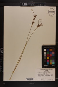 Fimbristylis castanea image