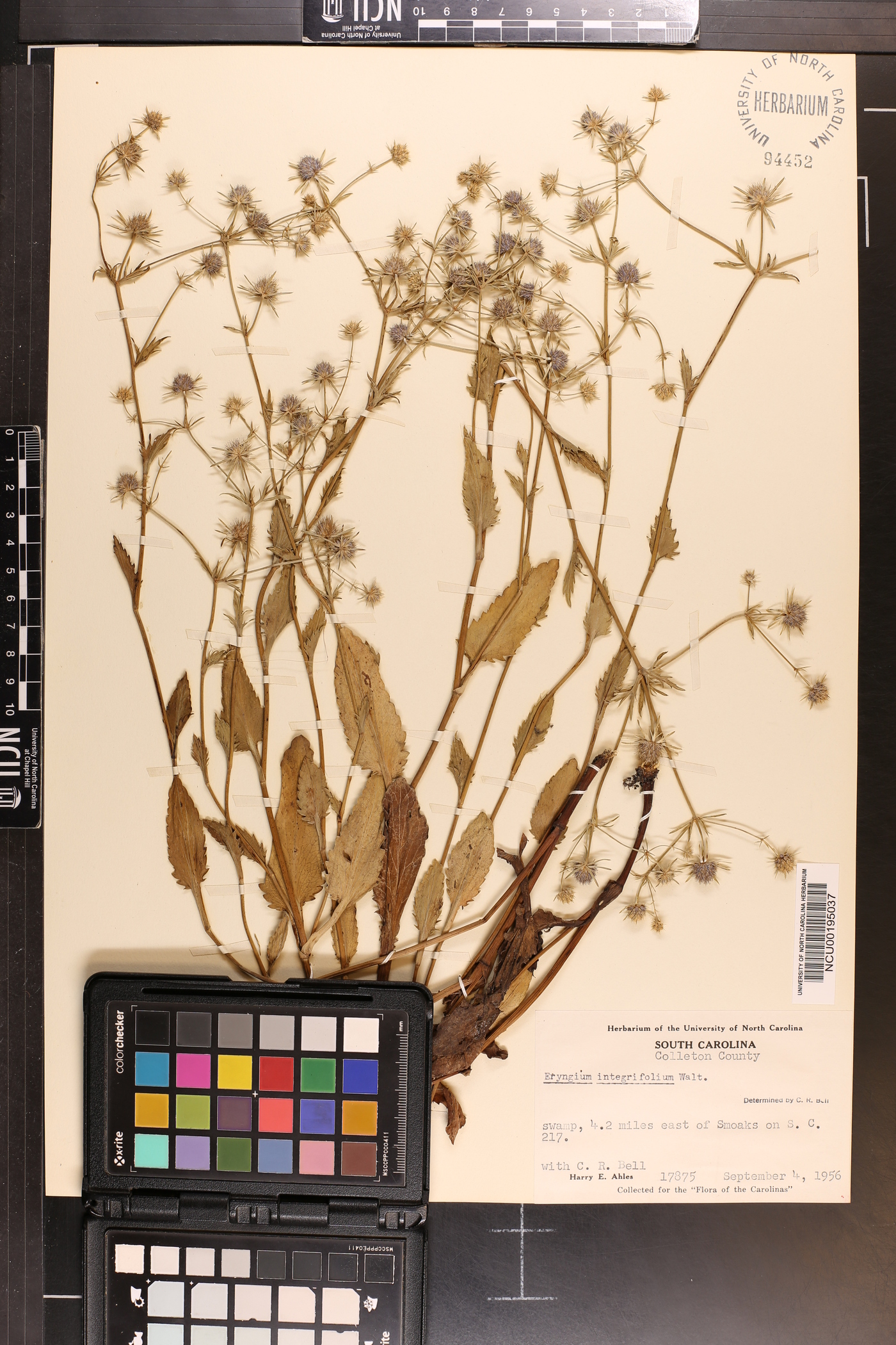Eryngium integrifolium image