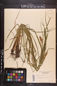 Carex typhina image