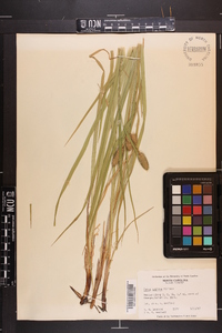 Carex typhina image