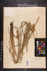 Carex typhina image