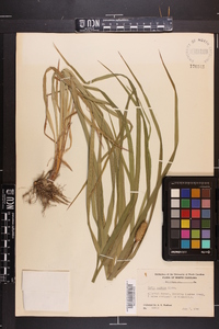 Carex typhina image