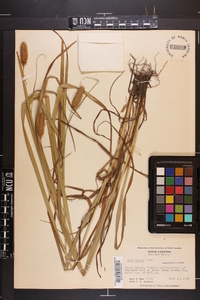 Carex typhina image