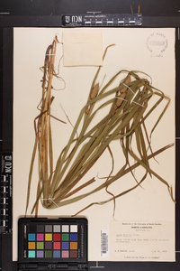 Carex typhina image