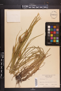 Carex typhina image