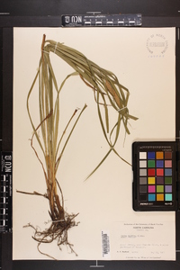 Carex typhina image