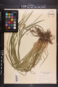 Carex typhina image