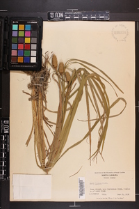 Carex typhina image