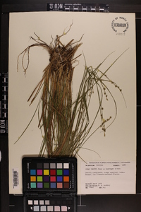 Carex seorsa image