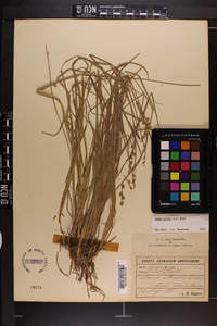 Carex seorsa image