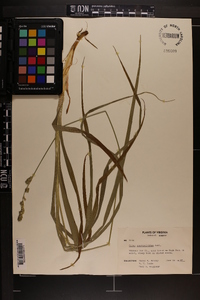 Carex sparganioides image