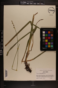 Carex sparganioides image