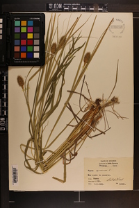 Carex squarrosa image