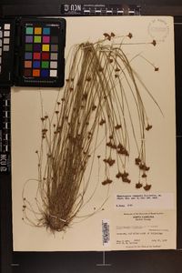 Rhynchospora chapmanii image