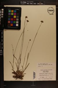 Rhynchospora ciliaris image