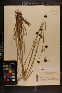 Rhynchospora ciliaris image