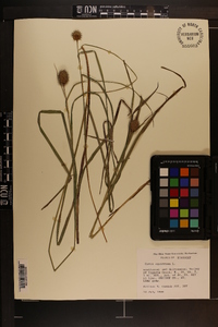 Carex squarrosa image