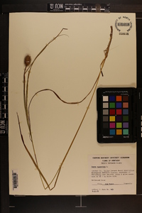 Carex squarrosa image