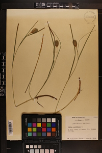 Carex squarrosa image