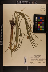 Carex squarrosa image