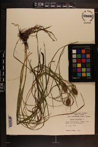 Carex squarrosa image