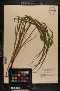 Carex squarrosa image