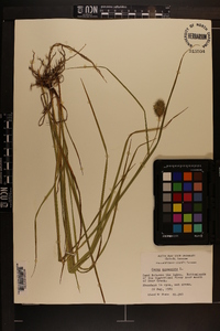 Carex squarrosa image