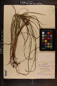 Carex squarrosa image