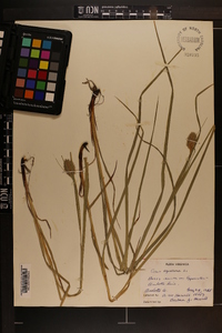 Carex squarrosa image