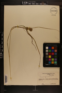 Carex squarrosa image