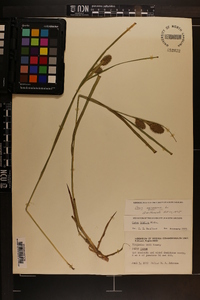 Carex squarrosa image