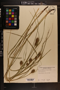 Carex squarrosa image