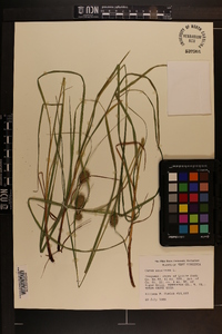 Carex squarrosa image