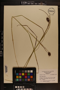 Carex squarrosa image