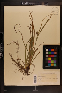 Carex squarrosa image