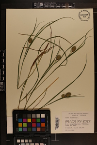 Carex squarrosa image